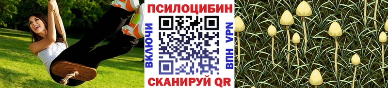 Псилоцибиновые грибы Cubensis даркнет сайт блэк спрут как войти Гудермес